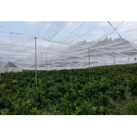 抗老化果树防虫网全新料耐日晒脐橙网工厂批发好网直达用户