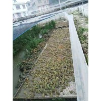 工厂清仓一批青蛙围网全新料加厚好围网国庆特惠速抢