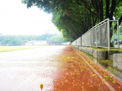 又是一年桂花季
