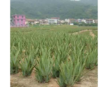 供应库拉索芦荟种苗绿植盆栽
